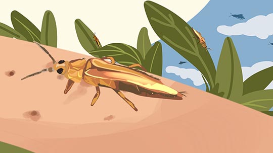Descarta experto de UANL plaga de mosquitos en NL