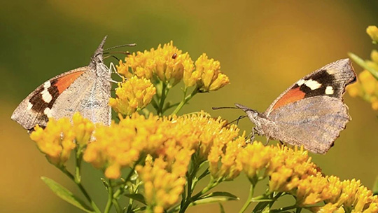 Adelantan las lluvias migración de mariposas